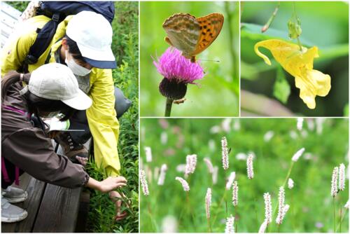 【令和6年6月29日(土)】植物がもっと好きになる！お花ちゃんとフラワーハイキング