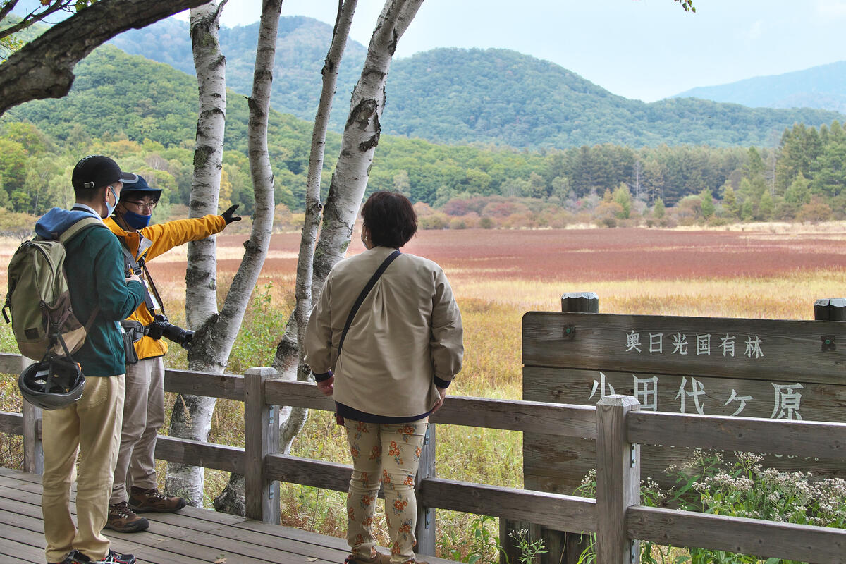 令和6年9月22日(日)28日(土)29日(日) 秋の絶景をガイドが深くご紹介！】小田代原『草紅葉』ガイドウォーク｜9月のガイドツアー｜日光自然博物館