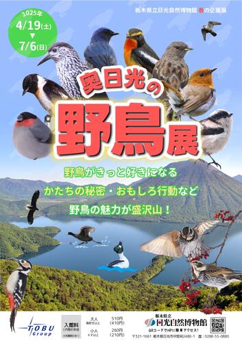 令和7年春の企画展「奥日光の野鳥展」開催！